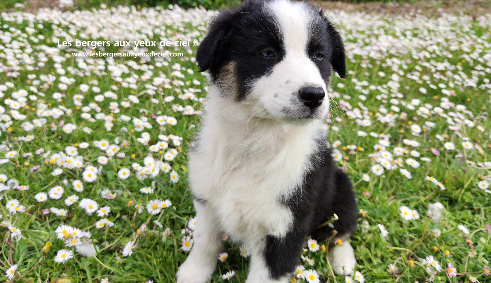 Chiot femelle berger australien noir tricolore aux yeux bleus