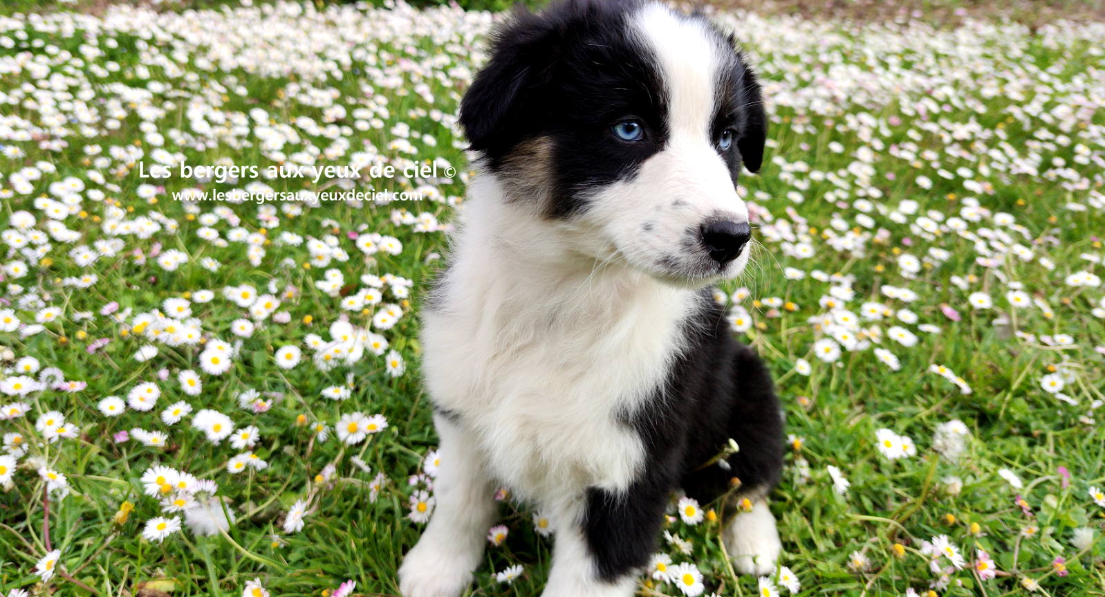 Chiot femelle berger australien noir tricolore aux yeux bleus