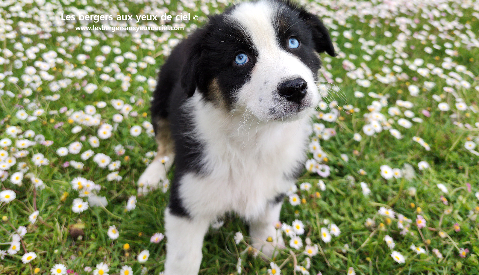 Chiot femelle berger australien noir tricolore aux yeux bleus