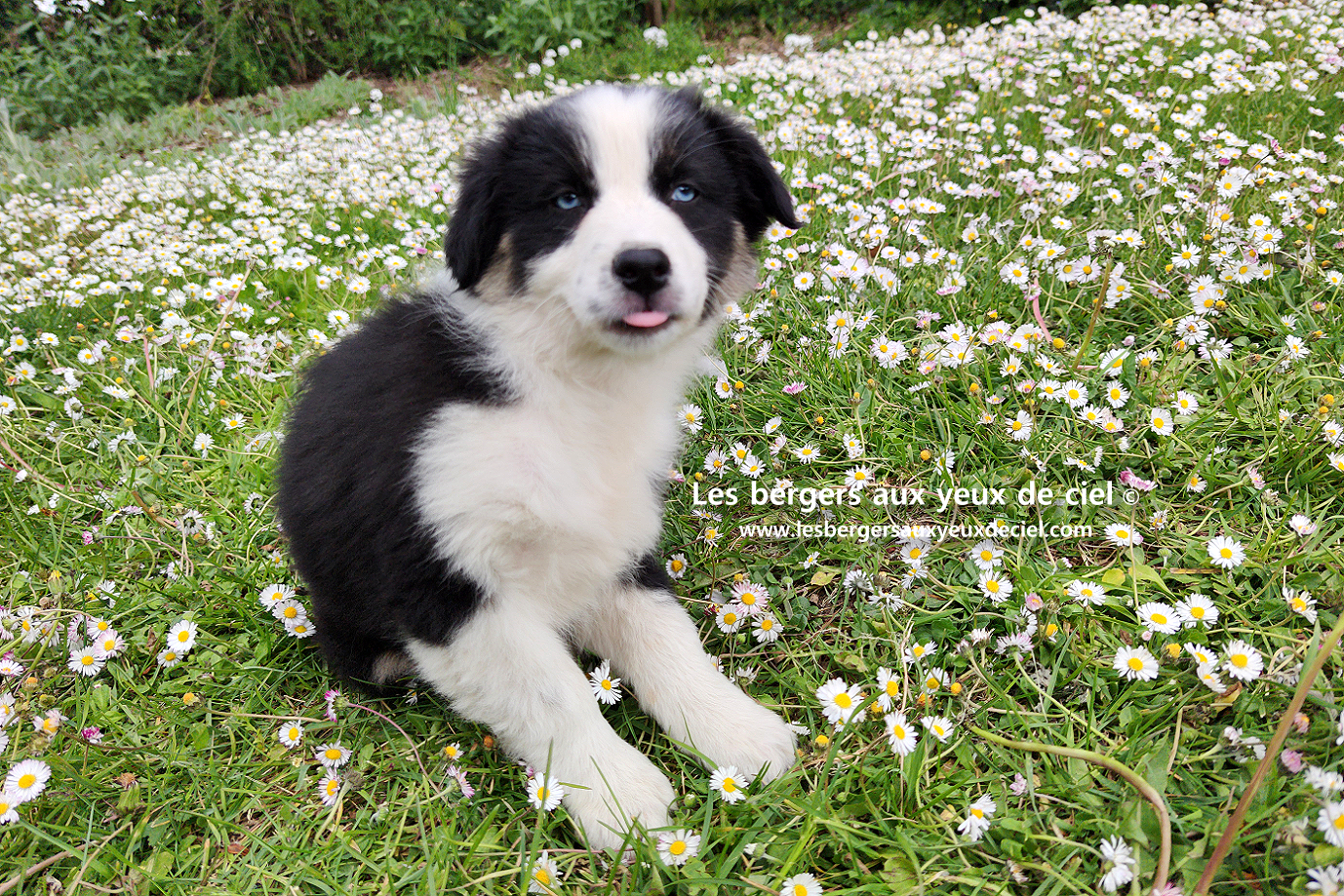 Chiot femelle berger australien noir tricolore aux yeux bleus