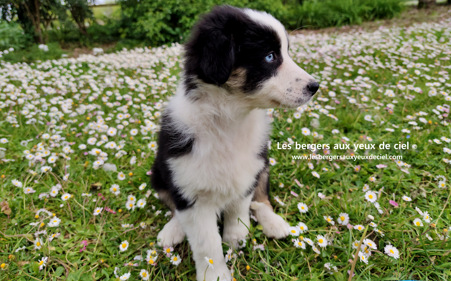 Chiot femelle berger australien noir tricolore aux yeux bleus