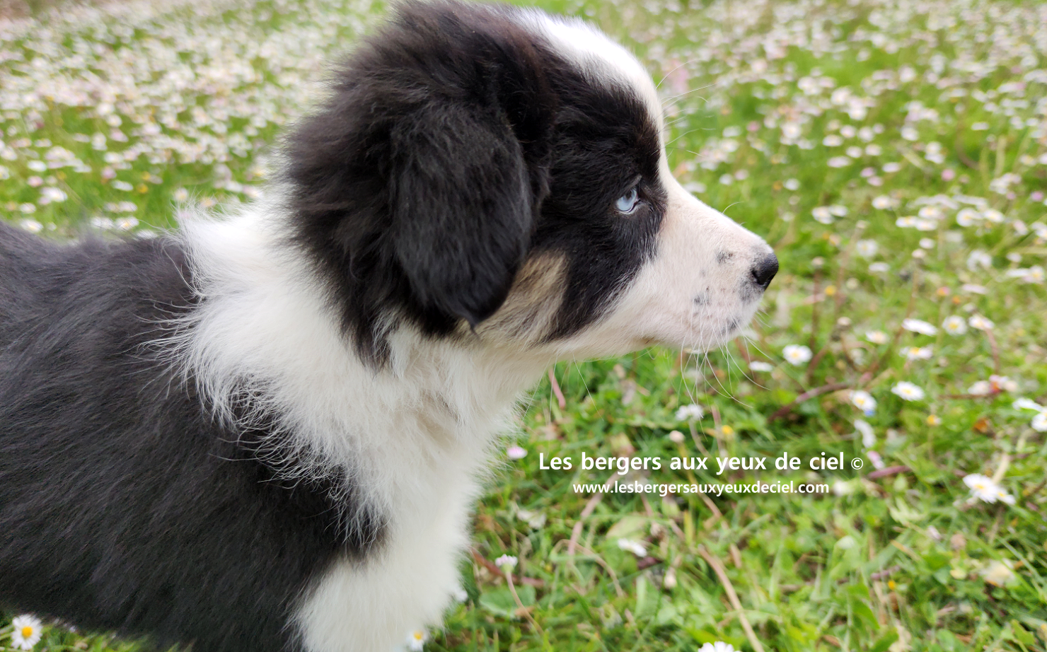 Chiot femelle berger australien noir tricolore aux yeux bleus