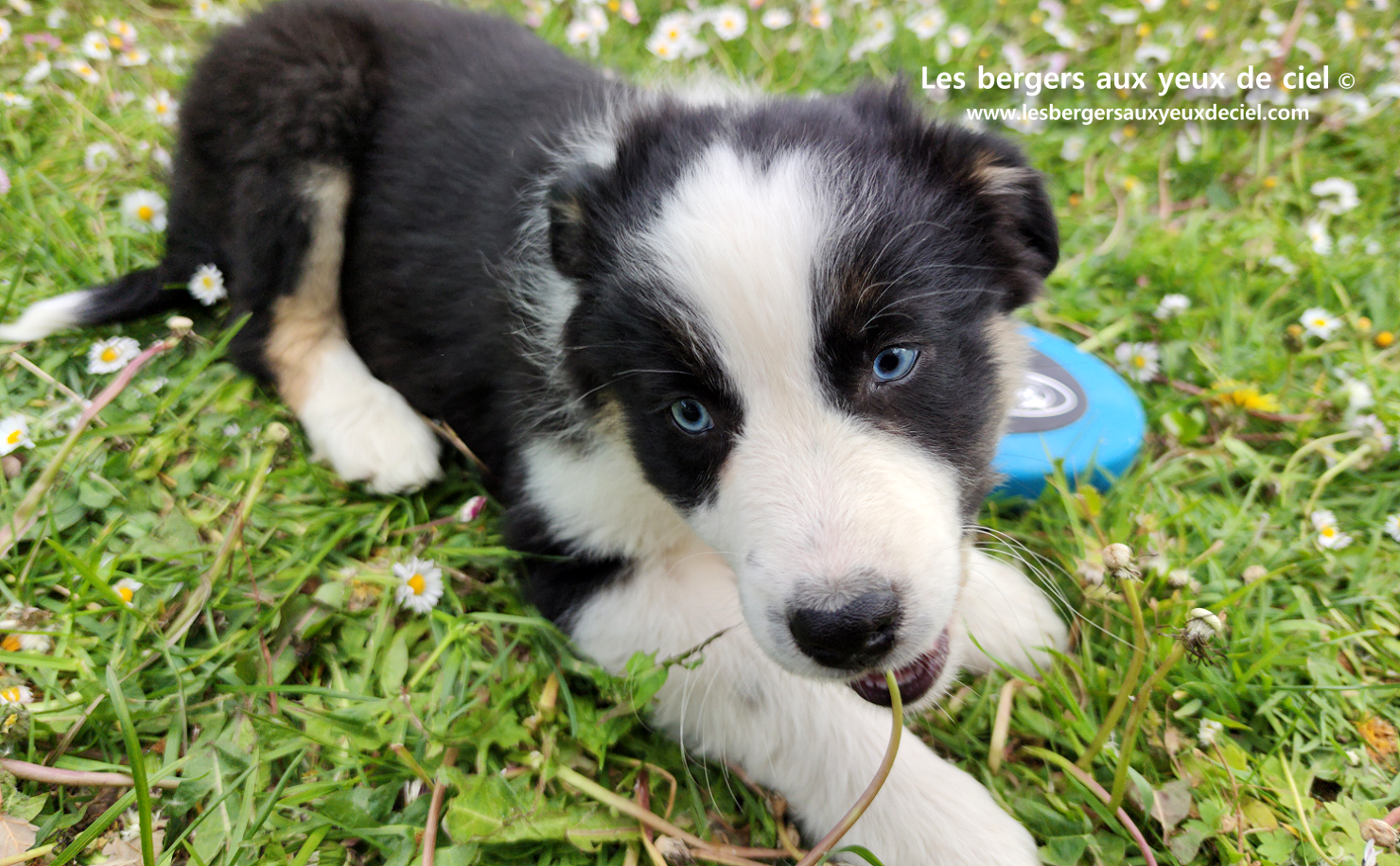 Chiot femelle berger australien noir tricolore aux yeux bleus