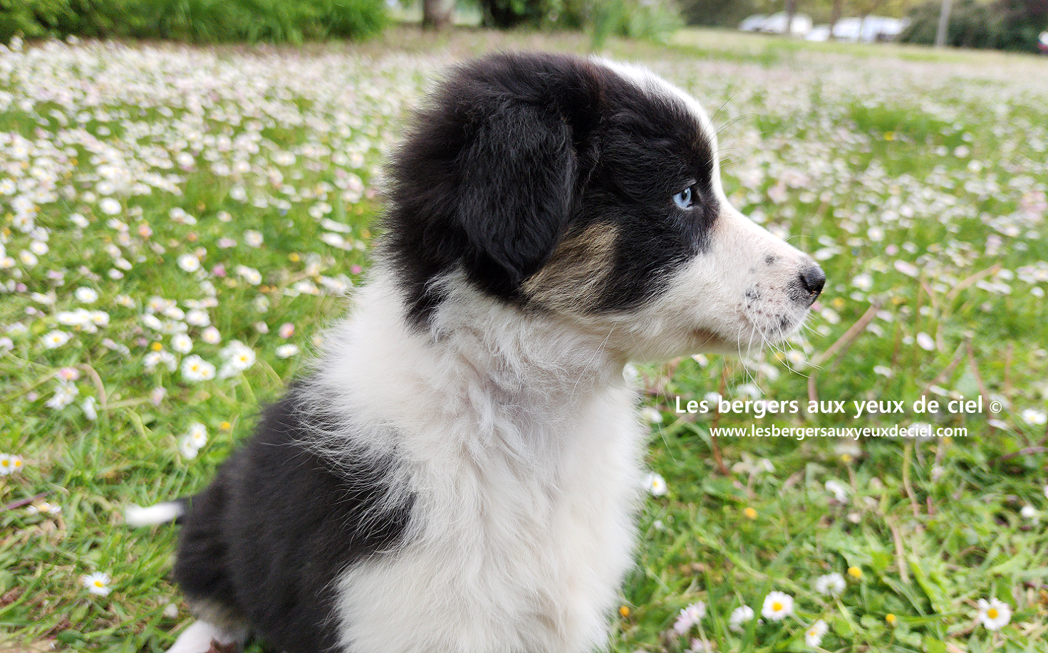 Chiot femelle berger australien noir tricolore aux yeux bleus