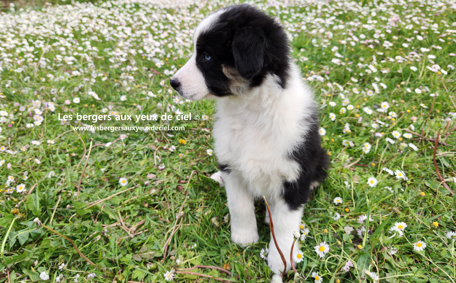 Chiot femelle berger australien noir tricolore aux yeux bleus