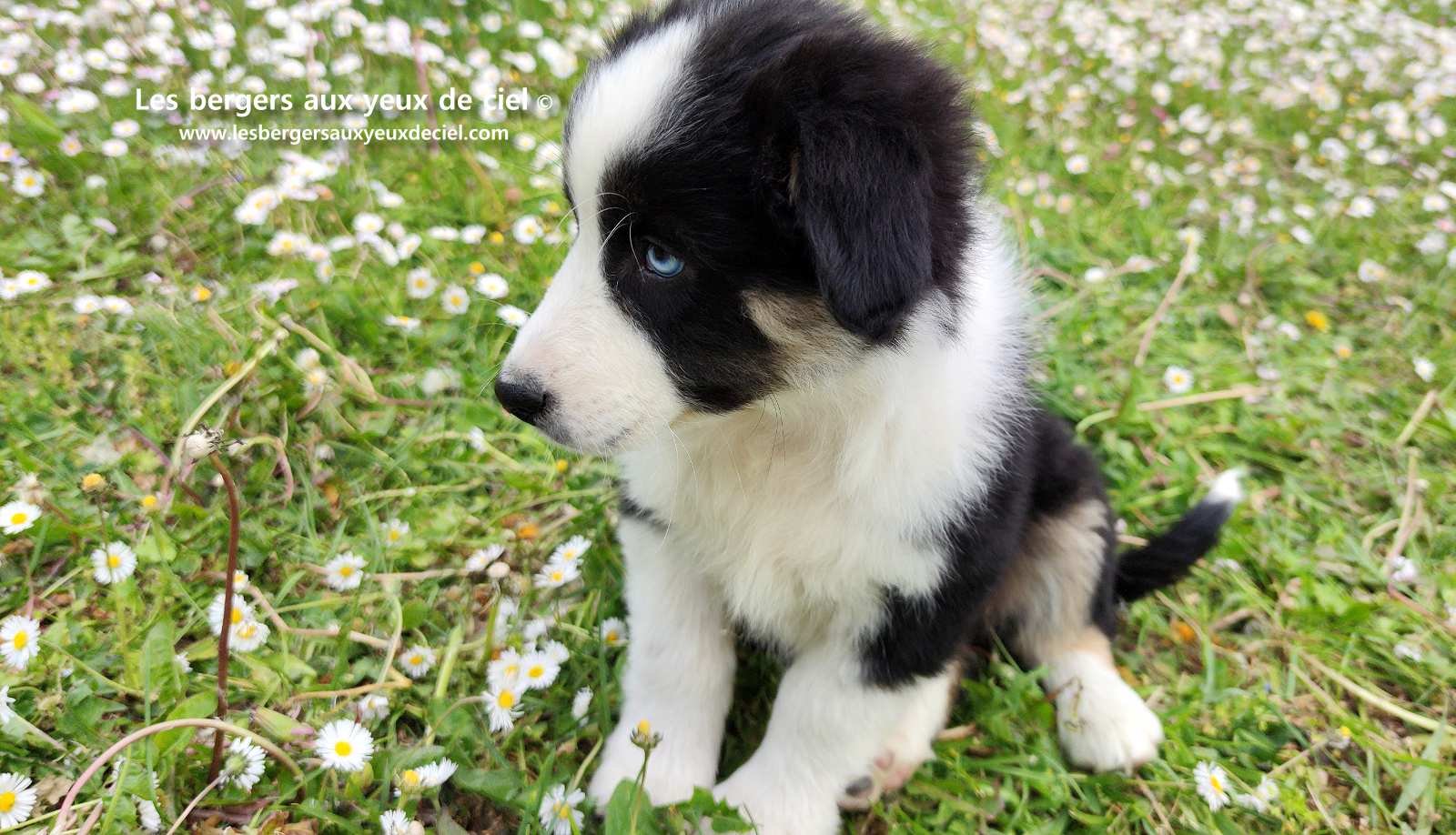 Chiot femelle berger australien noir tricolore aux yeux bleus