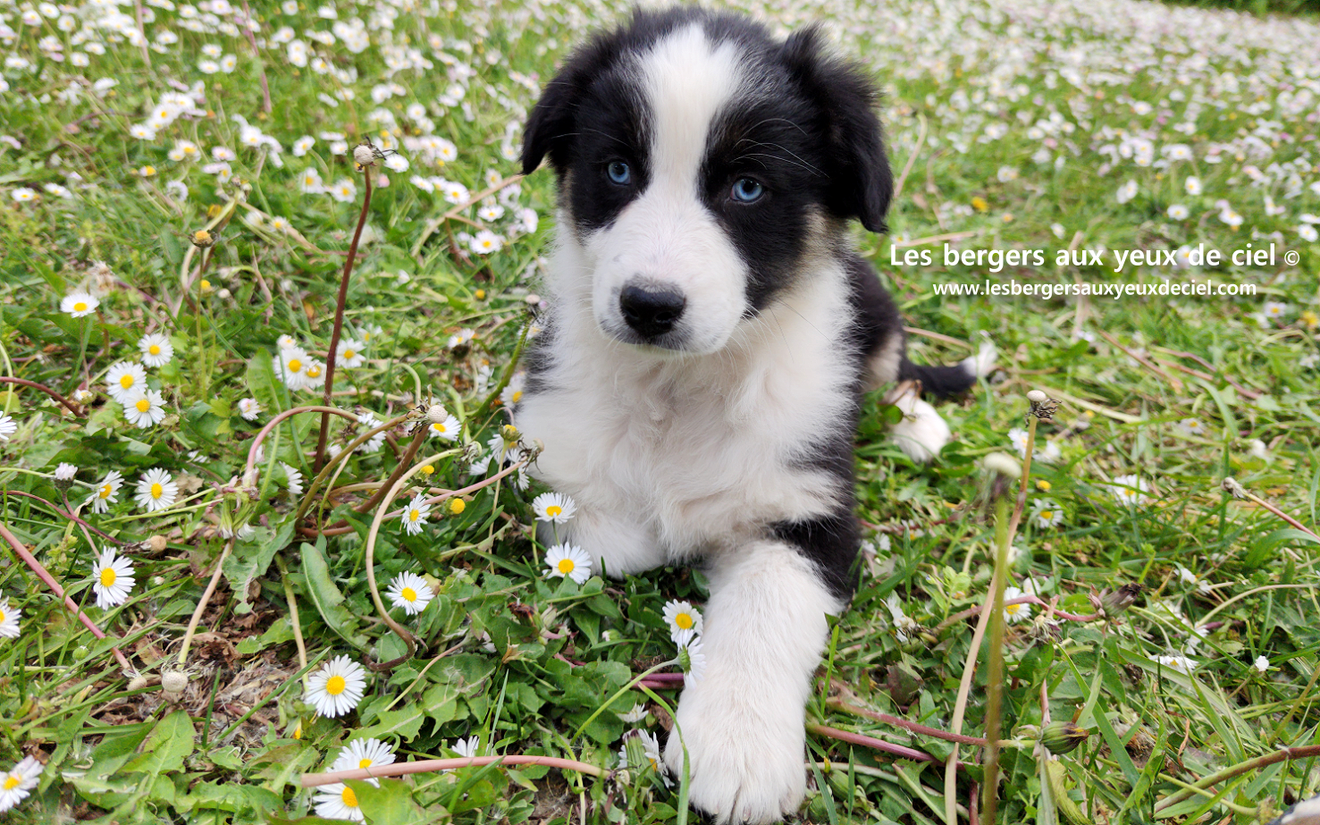 Chiot femelle berger australien noir tricolore aux yeux bleus