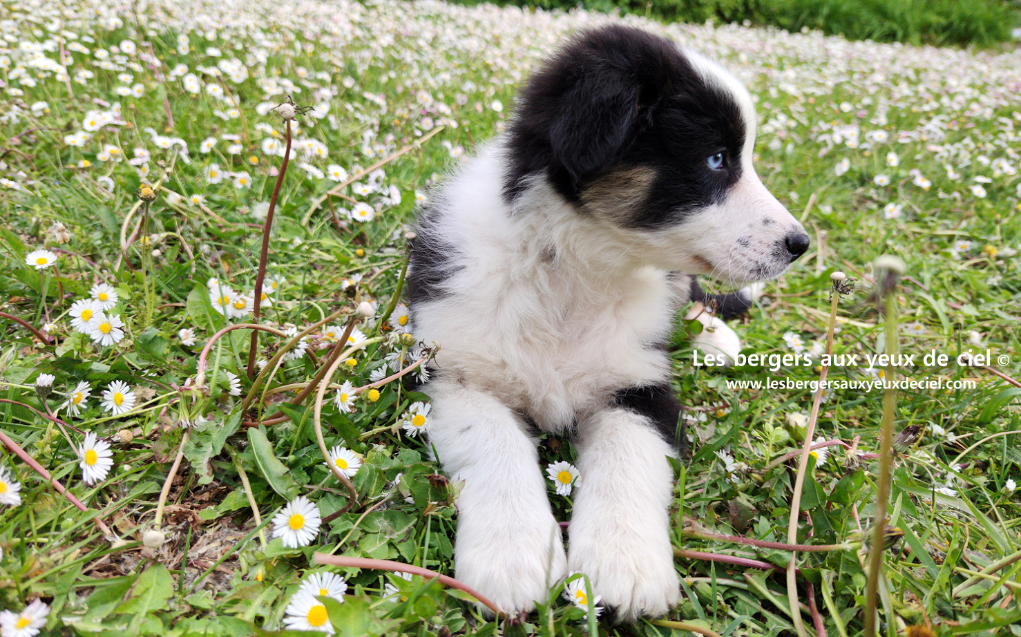 Chiot femelle berger australien noir tricolore aux yeux bleus