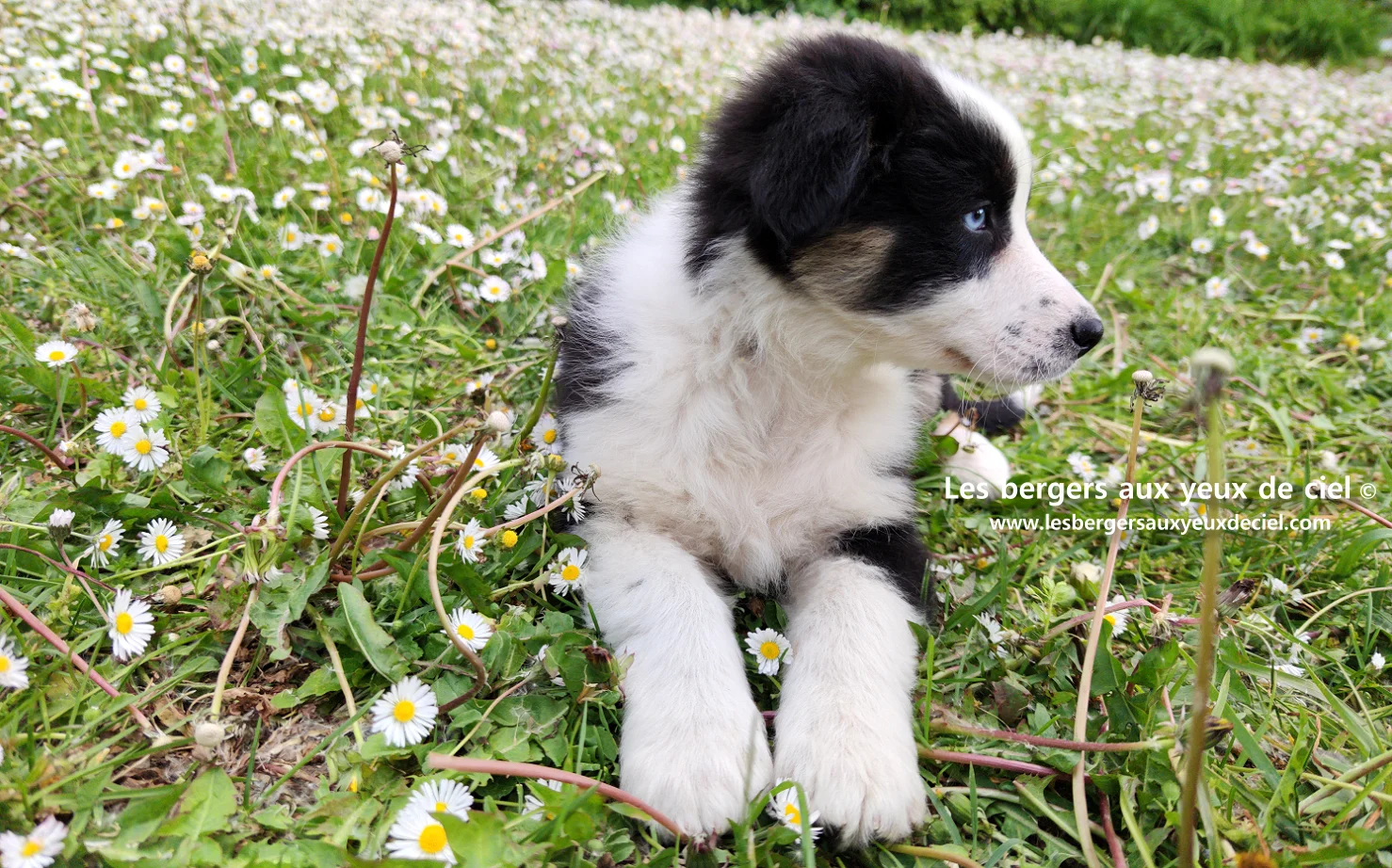 Chiot femelle berger australien noir tricolore aux yeux bleus