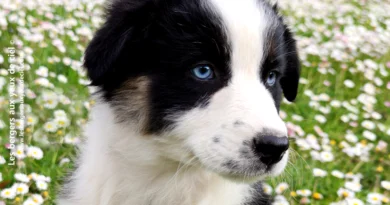 Arrivée de Saphira Chiot femelle berger australien noir tricolore aux yeux bleus