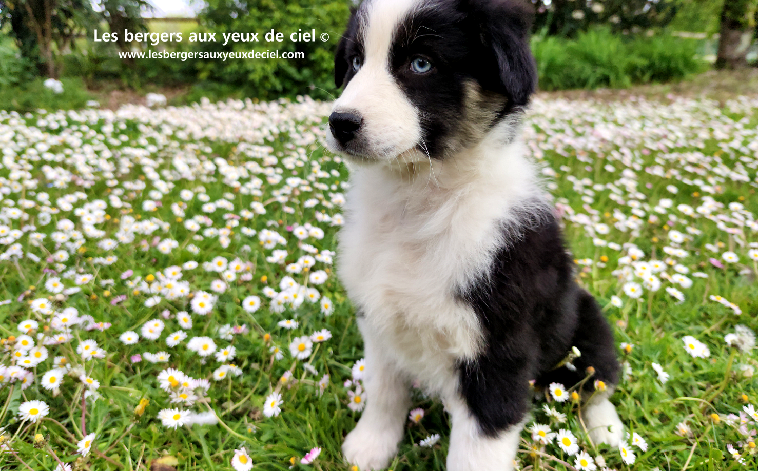 Chiot femelle berger australien noir tricolore aux yeux bleus