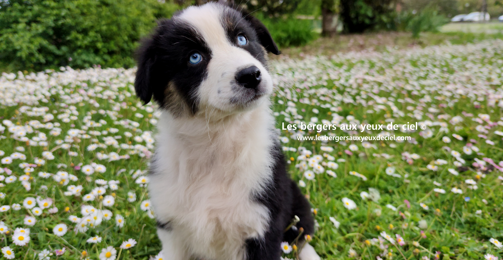 Chiot femelle berger australien noir tricolore aux yeux bleus