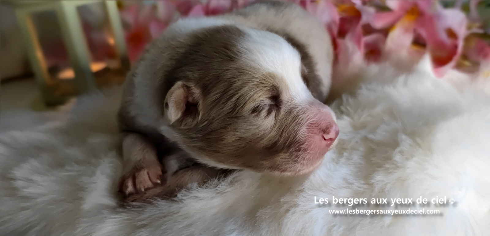 chiot femelle berger australien rouge merle