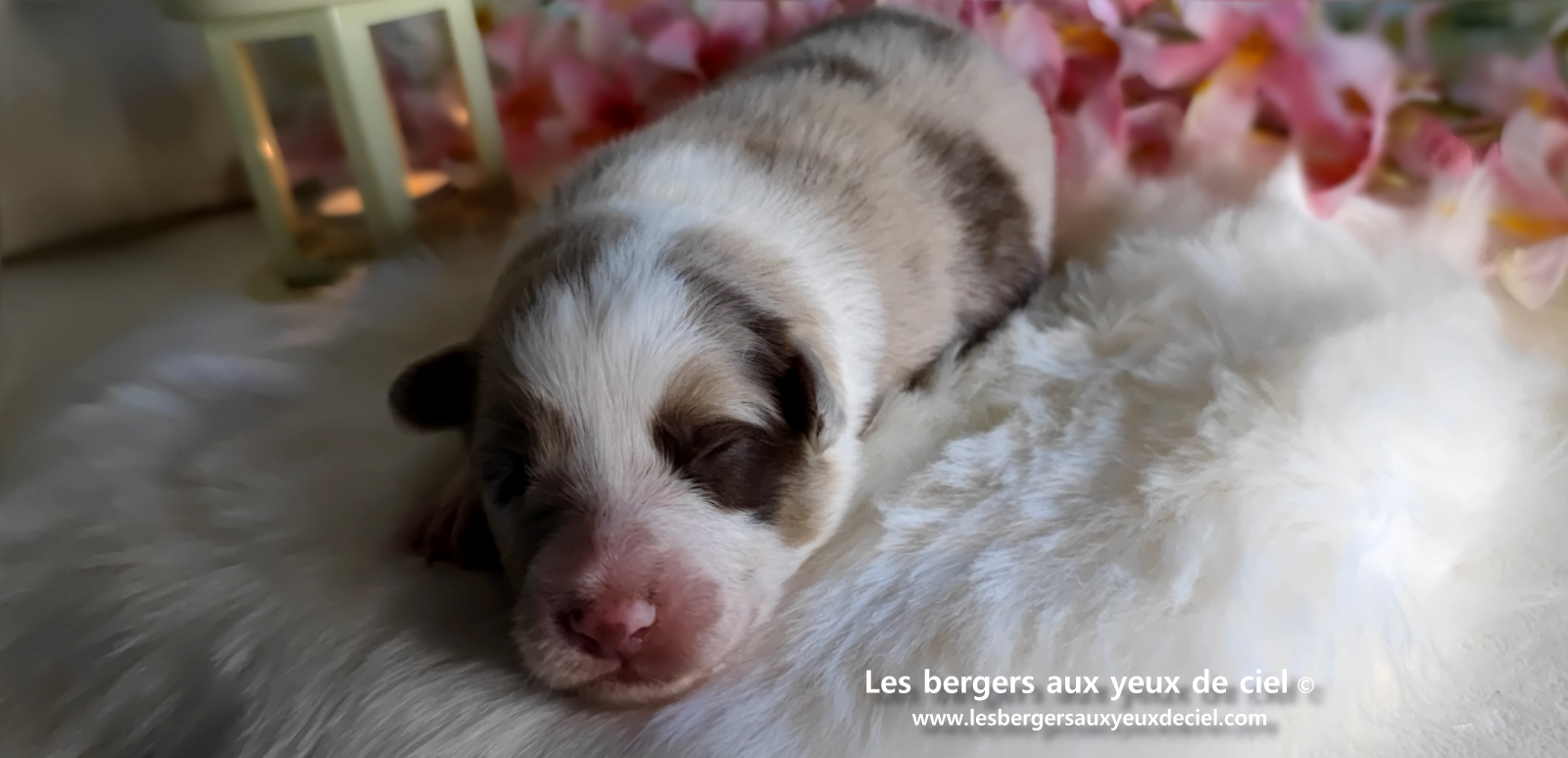chiot femelle berger australien rouge merle