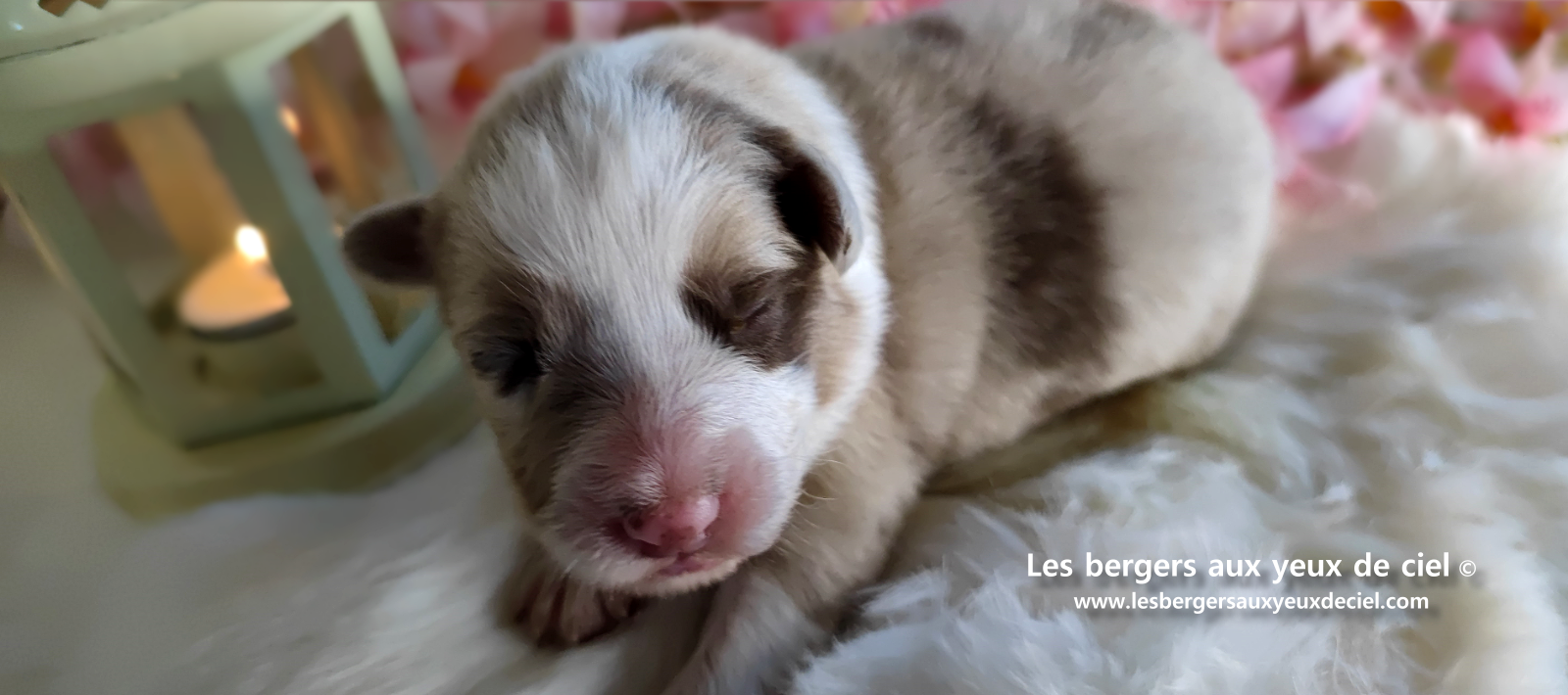 chiot femelle berger australien rouge merle