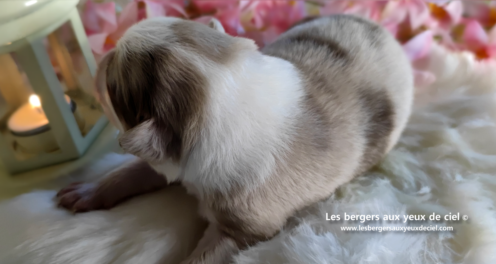 chiot femelle berger australien rouge merle