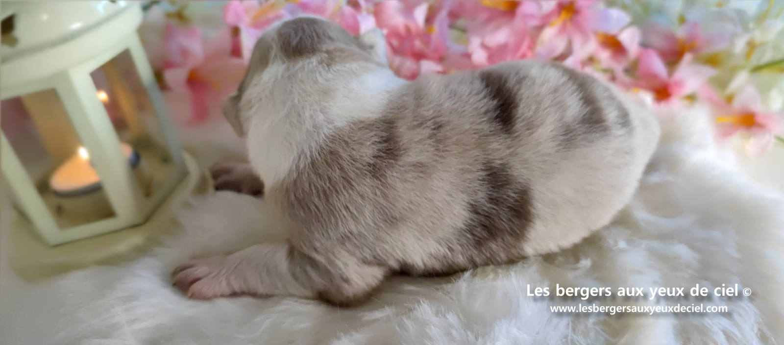 chiot femelle berger australien rouge merle