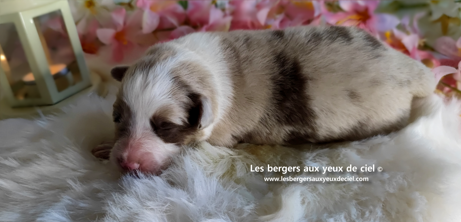 chiot femelle berger australien rouge merle