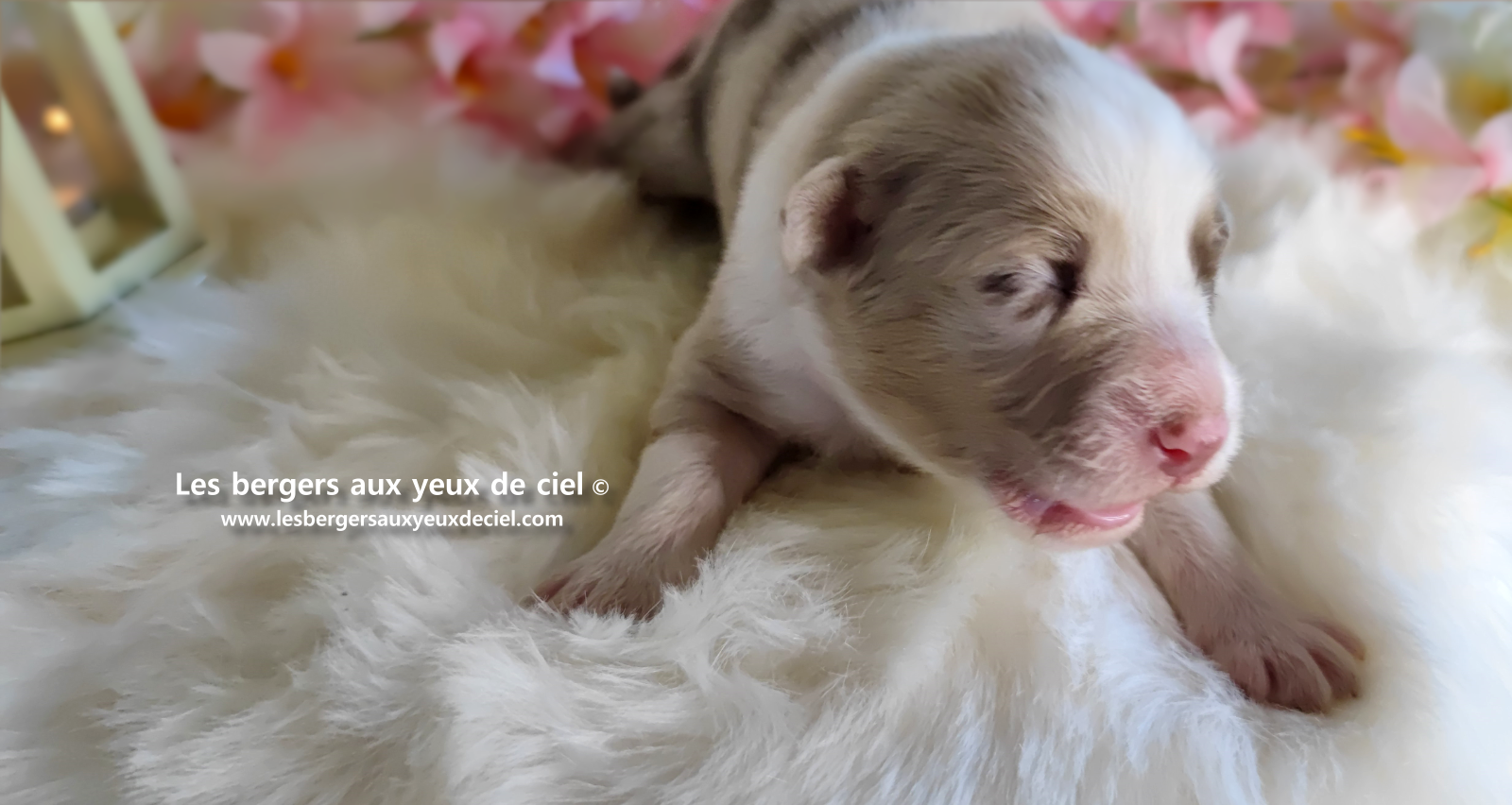 chiot femelle berger australien rouge merle