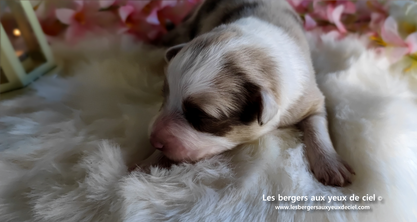chiot femelle berger australien rouge merle