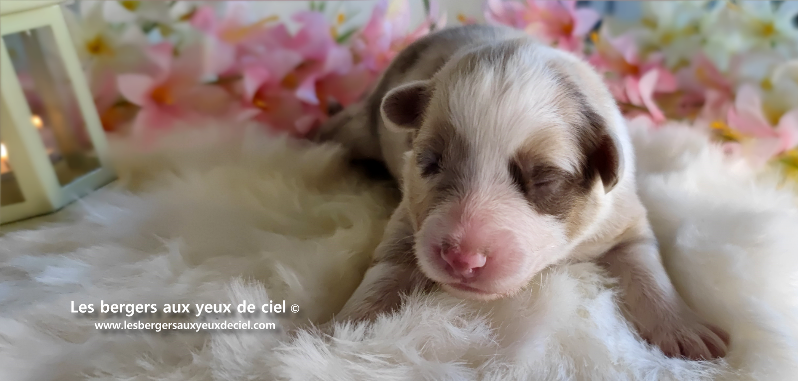 chiot femelle berger australien rouge merle