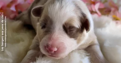 chiot berger australien Saturne chiot femelle berger australien rouge merle