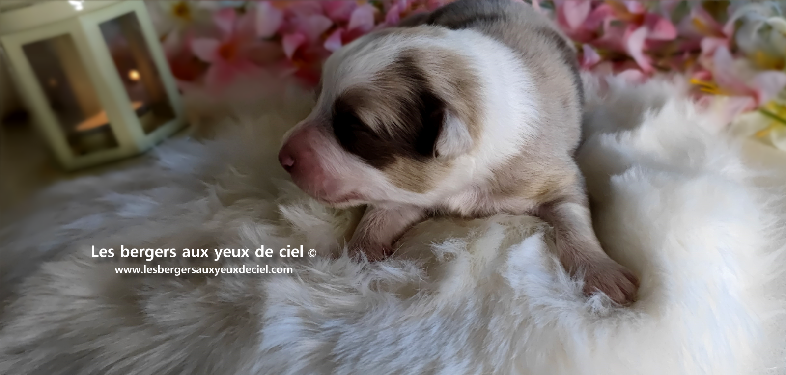 chiot femelle berger australien rouge merle