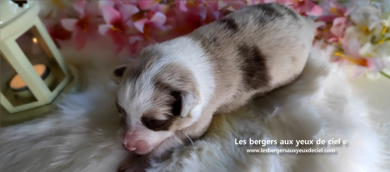 chiot femelle berger australien rouge merle