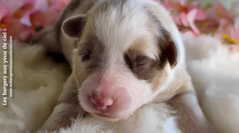 chiot femelle berger australien rouge merle