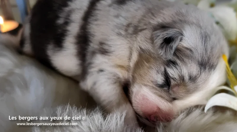 chiot mâle berger australien bleu merle