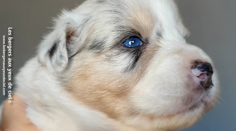 Silver blue des bergers aux yeux de ciel, berger australien bleu merle aux yeux bleus et queue longue