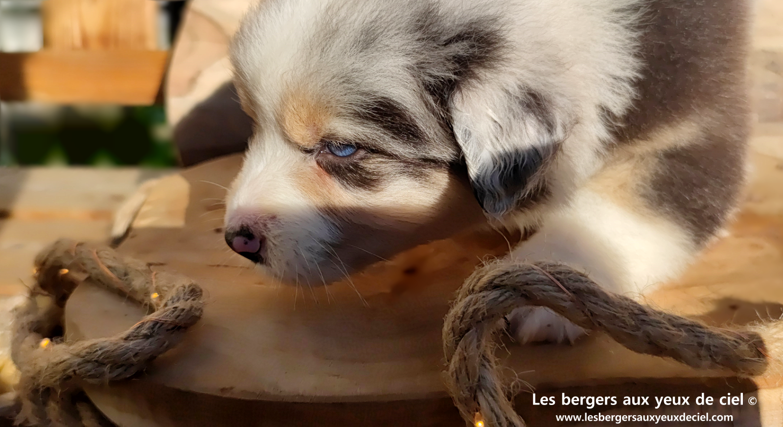 Chiot berger australien bleu merle aux yeux bleus