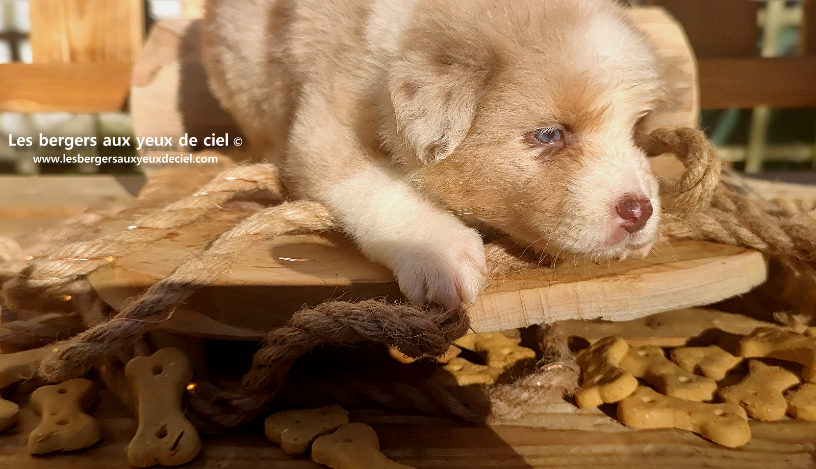 Chiot berger australien rouge merle aux yeux bleus