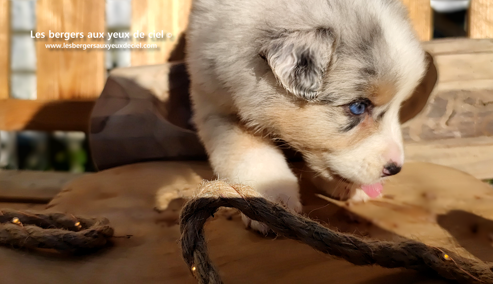 Chiot berger australien bleu merle aux yeux bleus