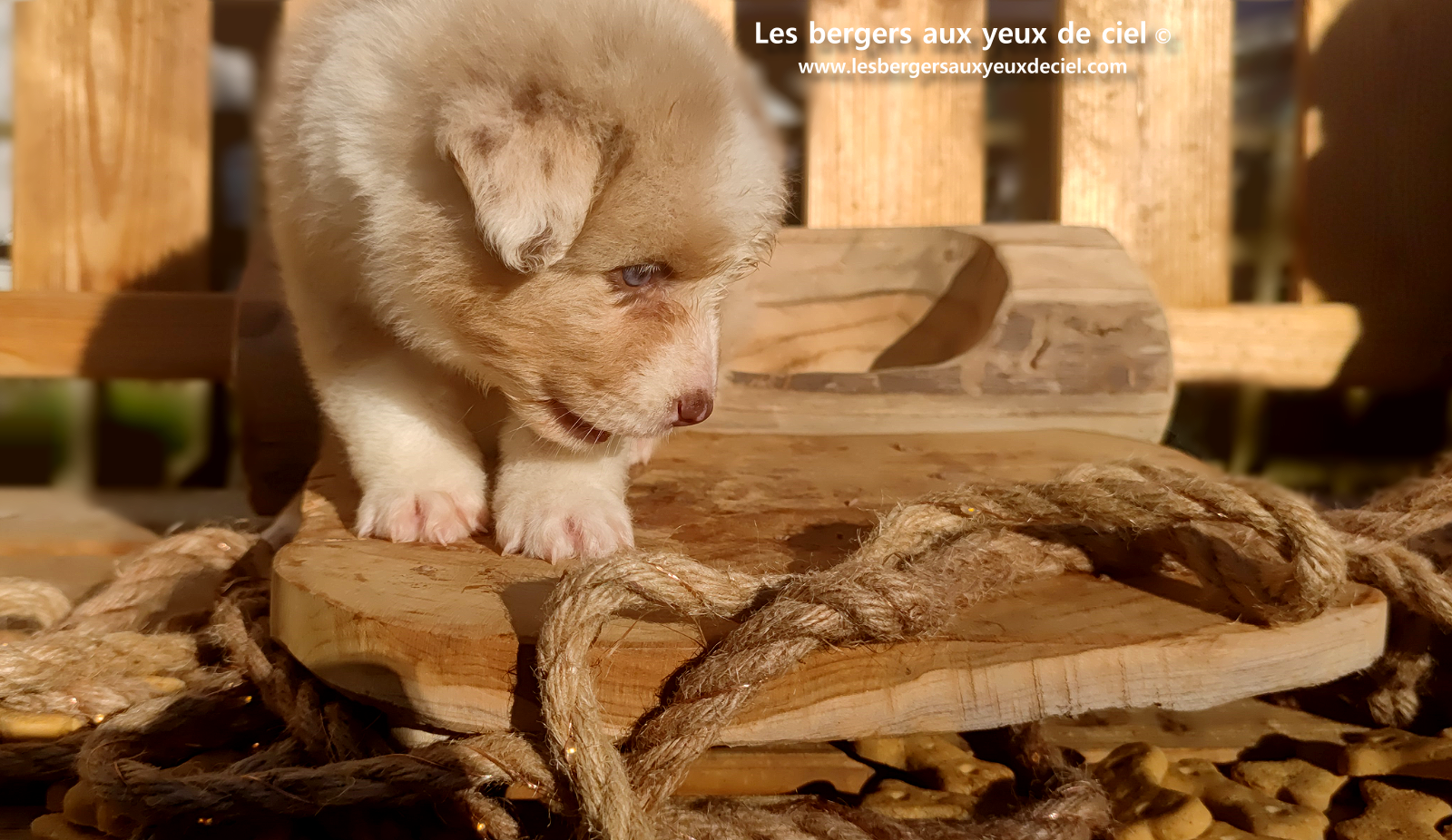 Chiot berger australien rouge merle aux yeux bleus
