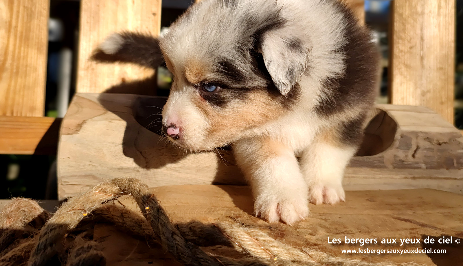 Chiot berger australien bleu merle aux yeux bleus