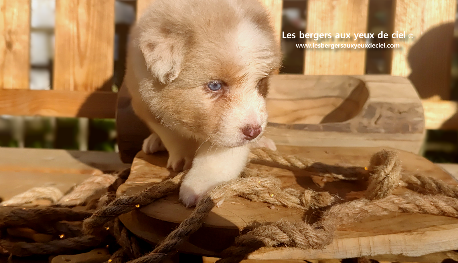 Chiot berger australien rouge merle aux yeux bleus