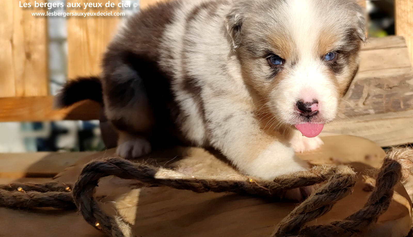 Chiot berger australien bleu merle aux yeux bleus