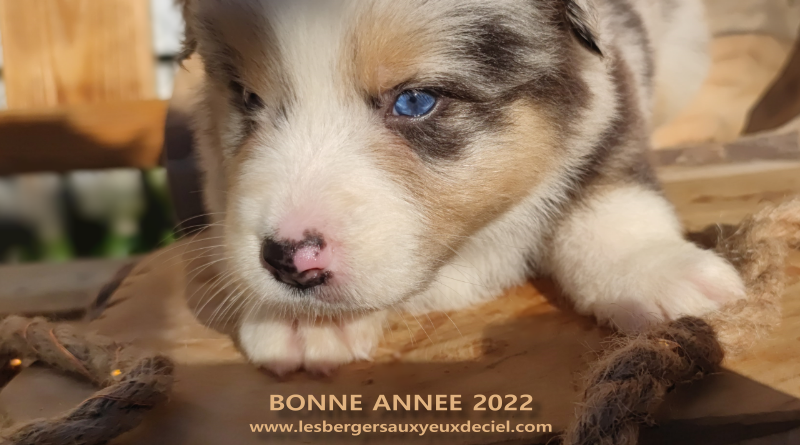 Chiot berger australien bleu merle aux yeux bleus