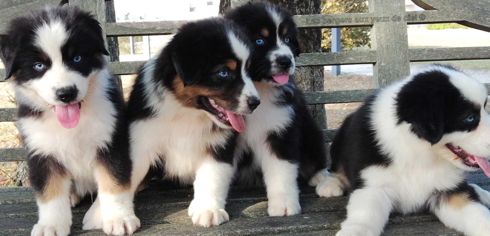 chiots bergers australiens noirs tricolores aux yeux bleus