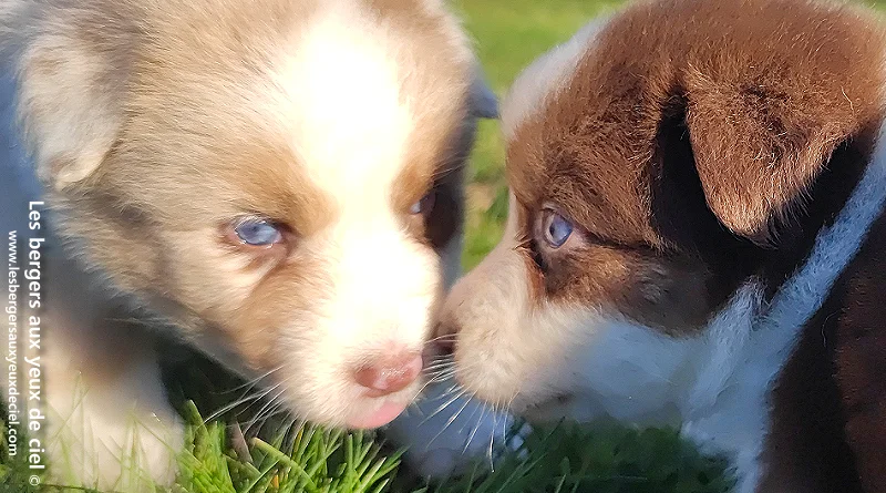 Chiots bergers australiens âgés de 30 jours