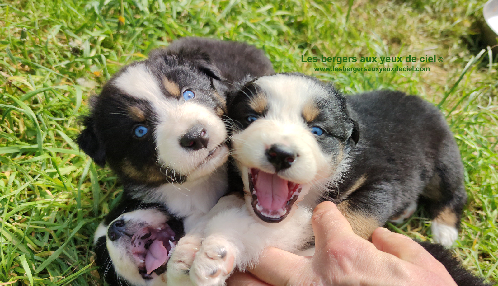 chiots bergers australiens noirs tricolores aux yeux bleus