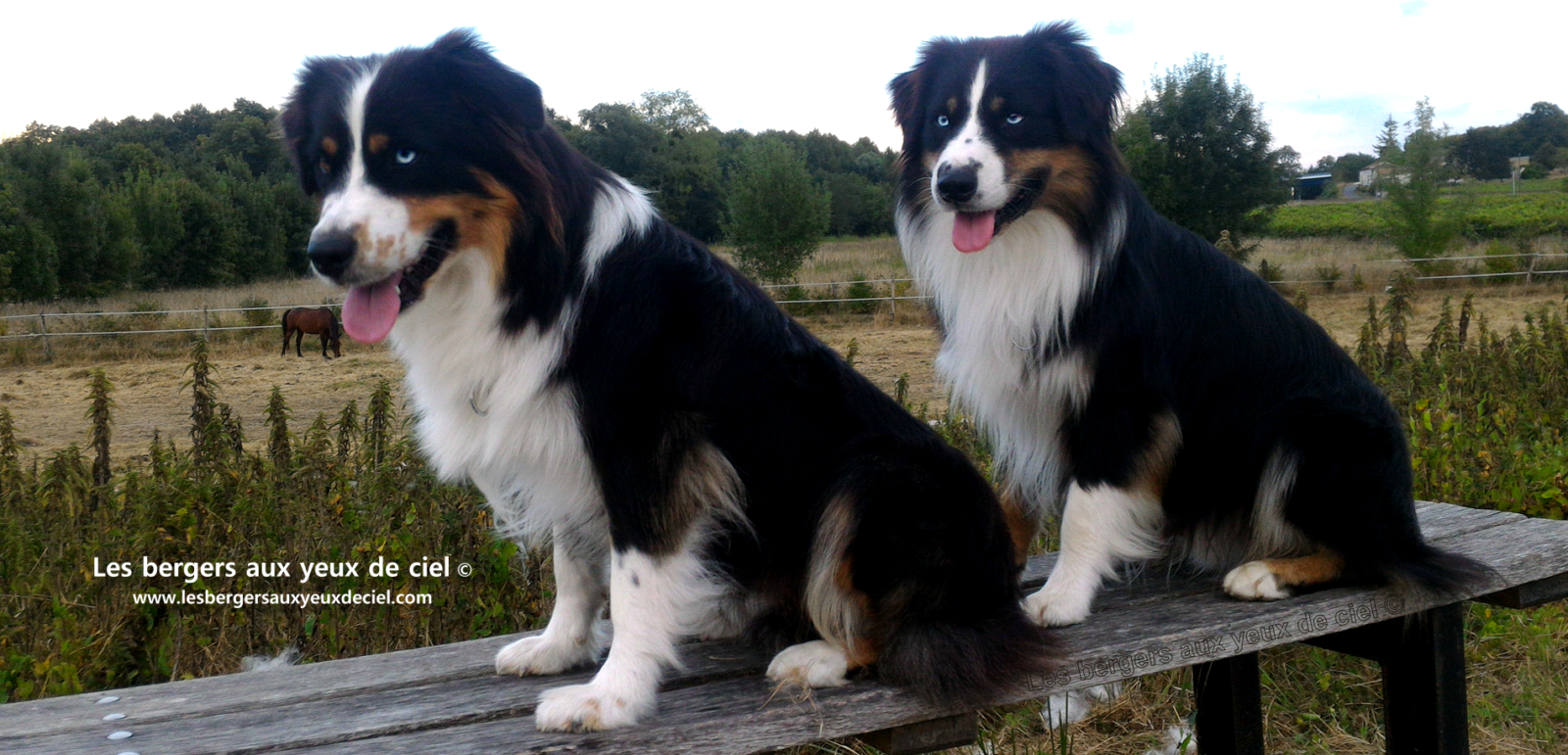 bergers australiens noirs tricolores aux yeux bleus