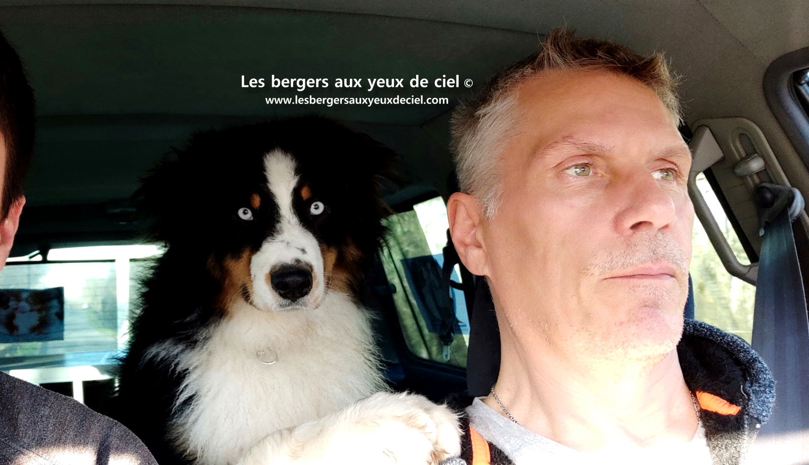 berger australien noir tricolore aux yeux bleus