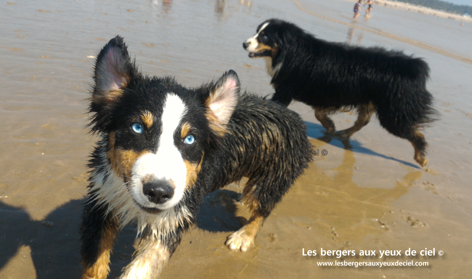 berger australien noir tricolore aux yeux bleus