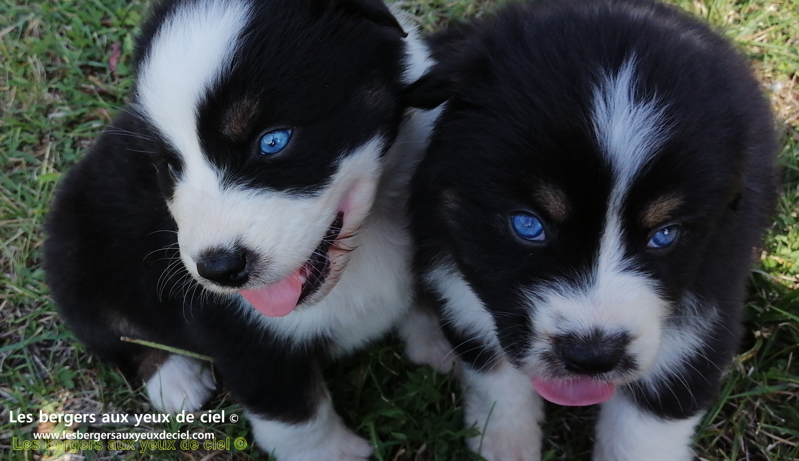 chiots bergers australiens noirs tricolores aux yeux bleus