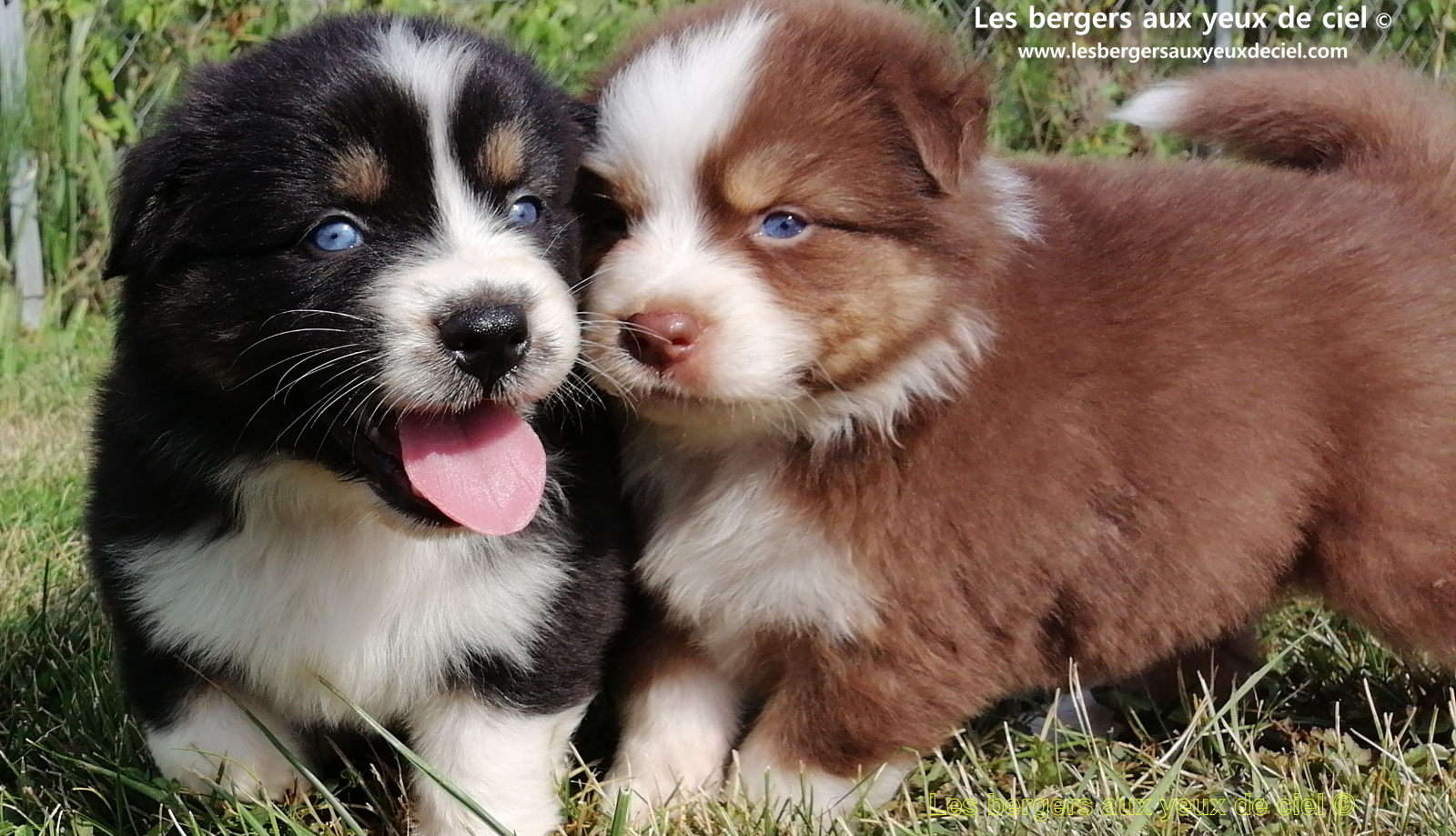 chiots bergers australiens noirs tricolores aux yeux bleus