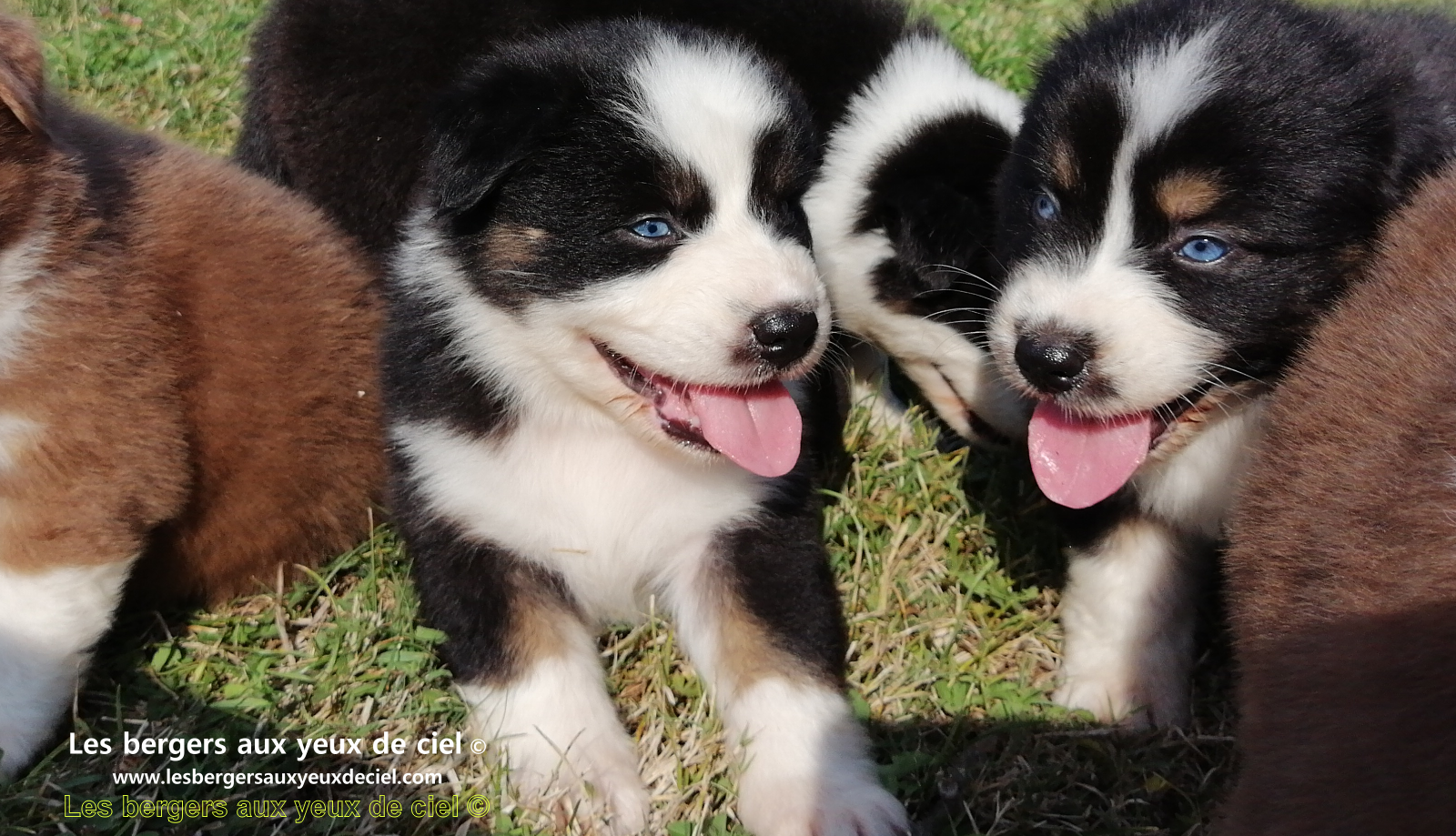 chiots bergers australiens noirs tricolores aux yeux bleus