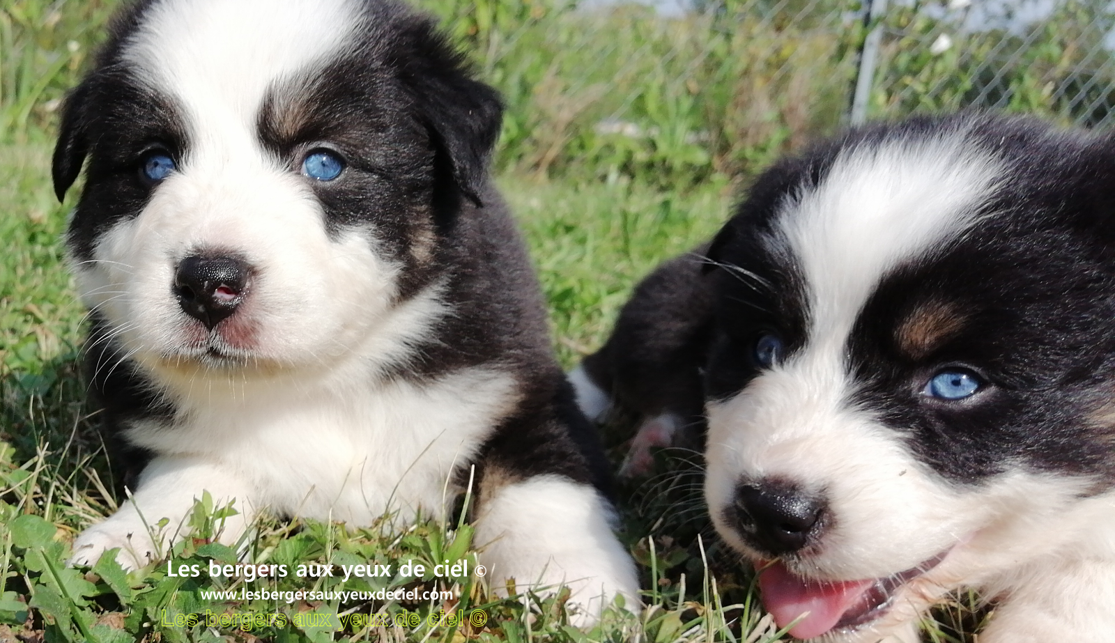 chiots bergers australiens noirs tricolores aux yeux bleus