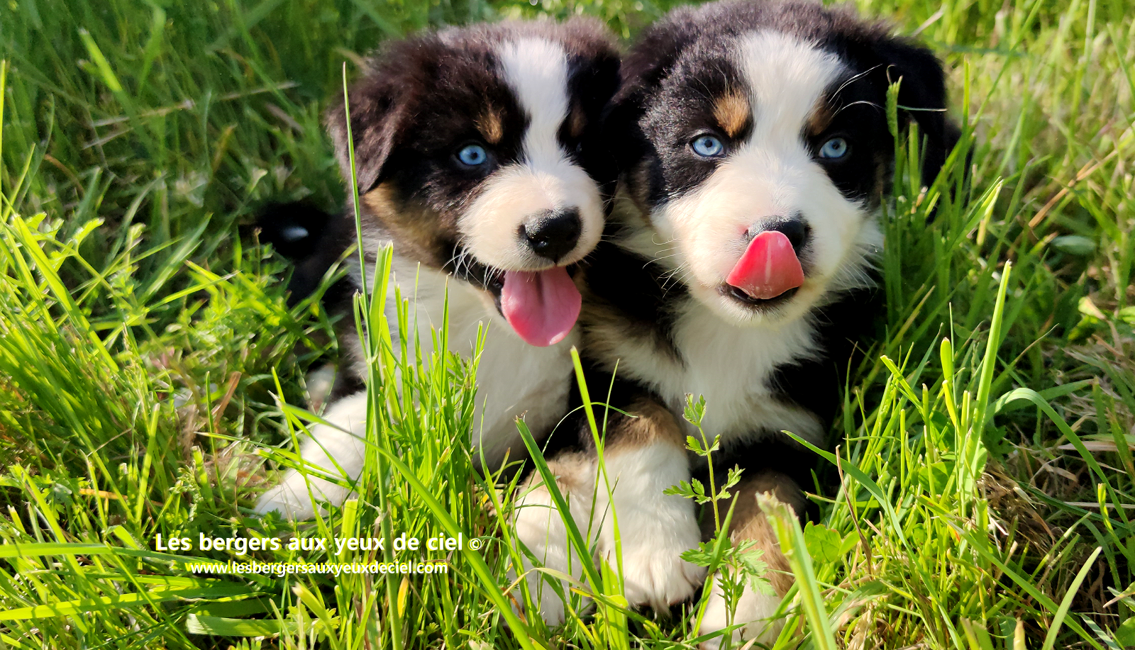 chiots bergers australiens noirs tricolores aux yeux bleus